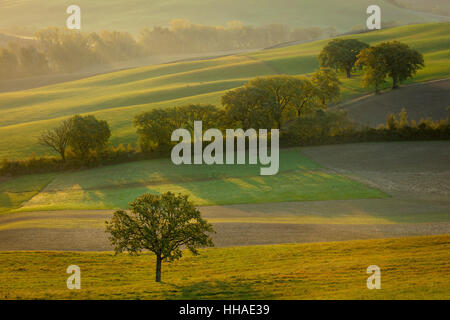 Hazy sunrise over the countryside of Val d'Orcia near San Quirico d'Orcia, Tuscany, Italy Stock Photo