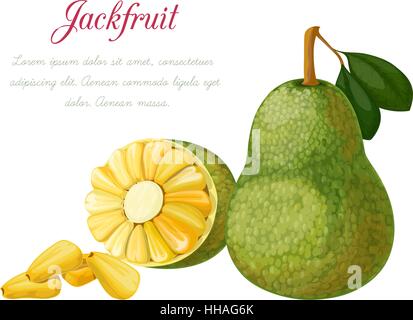 Vector illustration of a jack fruit, made in a realistic style. Isolated objects on a white background. A series of exotic fruits Stock Vector