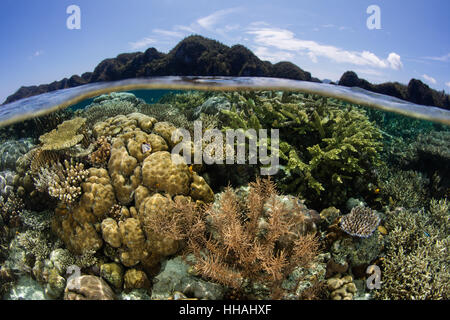 A beautiful coral reef thrives in Raja Ampat, Indonesia. This biodiverse region is known as the heart of the Coral Triangle. Stock Photo