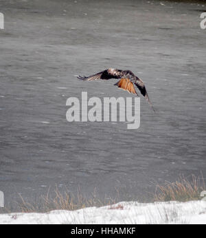 Red Kite, Milvus milvus, flying over lake with snow covered lake shore.  Bwlch Nant y Arian, Ceredigion, West Wales.