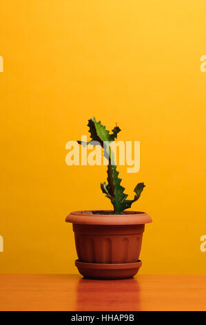 The One Cactus in the Pot on a Brown Table Stock Photo