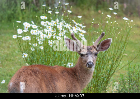 A young male deer with velvety antlers stares at the camera, with tall white wild daisies behind him. Stock Photo