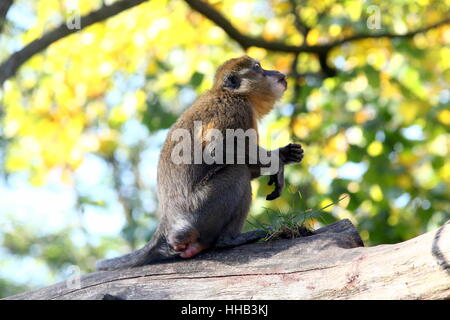 Central African  Golden bellied mangabey (Cercocebus chrysogaster), native to the rain forests of the Congo Stock Photo