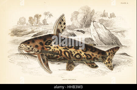 Jaguar catfish, Liosomadoras oncinus (Marbled arius, Arius oncinus). Handcoloured steel engraving by W.H. Lizars after an illustration by James Stewart from Robert Schomburgk's Fishes of Guiana, part of Sir William Jardine's Naturalist's Library: Ichthyology, Edinburgh, 1841. Stock Photo