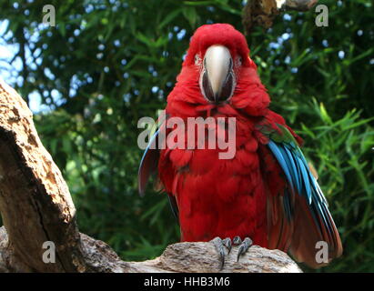 South American Red-and-green Macaw (Ara chloropterus)  a.k.a Green-winged Macaw. Stock Photo