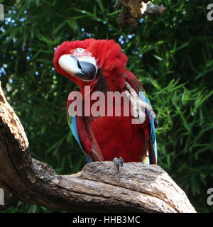 South American Red-and-green Macaw (Ara chloropterus)  scratching to relieve an itch. A.k.a Green-winged Macaw. Stock Photo