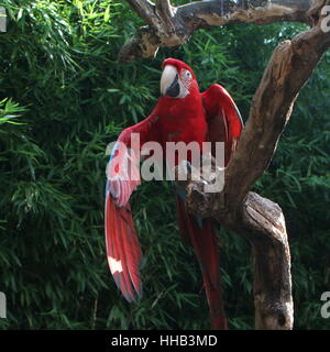 South American Red and green Macaw (Ara chloropterus)  a.k.a Green-winged Macaw. Stock Photo