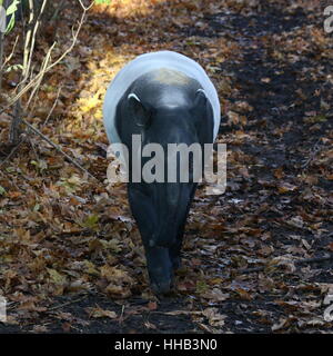 Malayan tapir (Tapirus indicus), native from Birma to Sumatra Stock Photo