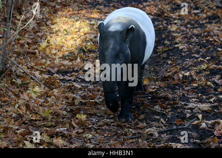 Mature Malayan tapir (Tapirus indicus), walking in the forest. Stock Photo