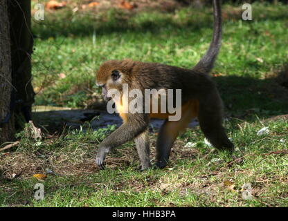 Central African  Golden bellied mangabey (Cercocebus chrysogaster), native to the rain forests of the Congo Stock Photo