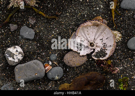 sea urchins, shells and seaweed on the shore, abstract nature background Stock Photo