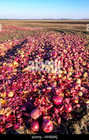 Discarded white and red onions left to rotten in a farm field in the Region of Lambton Shores, Southwest Ontario, Canada. Food waste, food wasting. Stock Photo