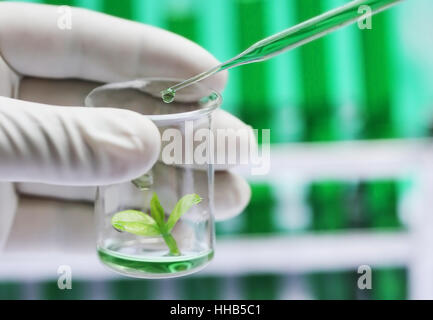 Plant sprout in a beaker as tissue culture concept Stock Photo