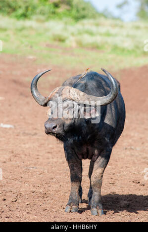 Vertical portrait of African Cape buffalo, Syncerus caffer, with red-billed oxpeckers in Aberdare National Park. Kenya. Africa. Stock Photo