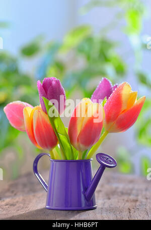 tulips in sprinkler garden on old wooden table Stock Photo