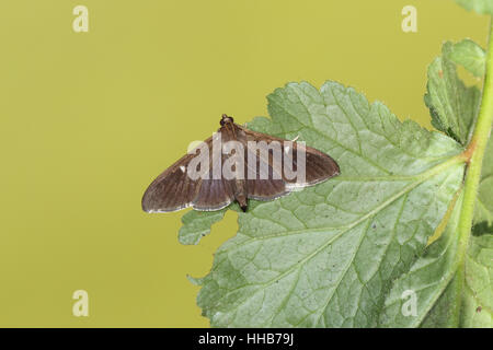 Box Tree Moth (Cydalima perspectalis): dark morph of a non-native moth spreading rapidly in England, against clean background Stock Photo