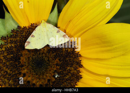 Brimstone Moth (Opisthograptis luteolata), a pale yellow insect perched on a sunflower in a suburban garden in Norfolk Stock Photo