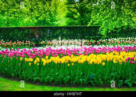 Garden in Keukenhof, tulip flowers and trees on background in spring. Netherlands, Europe. Stock Photo