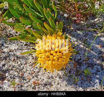 Leucospermum hypophyllocarpodendron flower in South Africa Stock Photo
