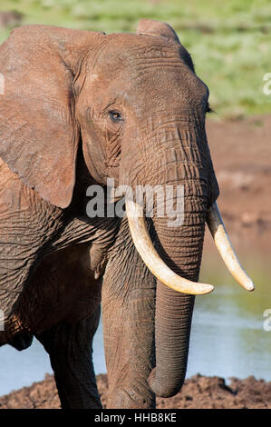 Vertical portrait of African bush elephant, Loxodonta africana, next to a pond in Aberdare National Park. Kenya. Africa. Stock Photo