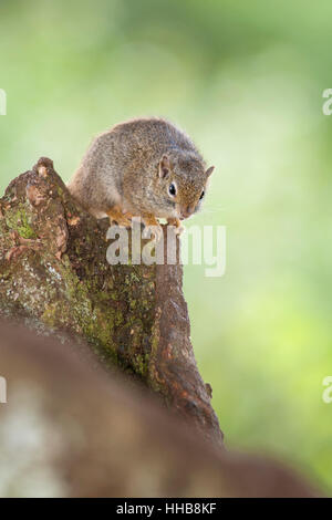 Vertical portrait of Smith's bush squirrel, Paraxerus cepapi, on a tree. Aberdare National Park. Kenya. Africa. Stock Photo