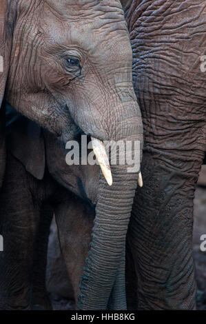 Vertical portrait of African bush elephant, Loxodonta africana. Cow and her calf in Aberdare National Park. Kenya. Africa. Stock Photo