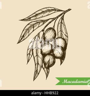 Macadamia nut branch. Hand drawn engraved vector sketch illustration. Vector illustration Stock Vector