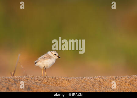 A tiny and adorable Piping Plover chick stands on a sandy beach as the first morning sun shines on it with a smooth green background. Stock Photo