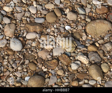 American Toad camouflage on gravel beach Little Miami River Ohio Stock Photo