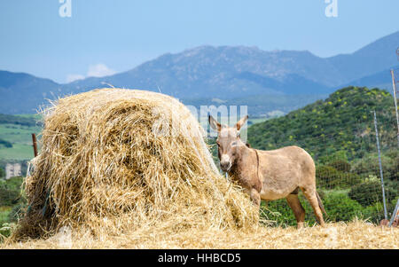 Gray Italian Sardinian Donkey Stock Photo