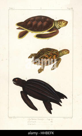 Green sea turtle, Chelonia mydas (endangered), loggerhead, Caretta caretta (endangered), and leatherback turtle, Dermochelys coriacea (critically endangered). Handcoloured copperplate engraving by Jean Baptiste Guyard after an illustration by Jean-Gabriel Pretre from Bernard Germain de Lacepede's Natural History of Oviparous Quadrupeds, Snakes, Fish and Cetaceans, Eymery, Paris, 1825.