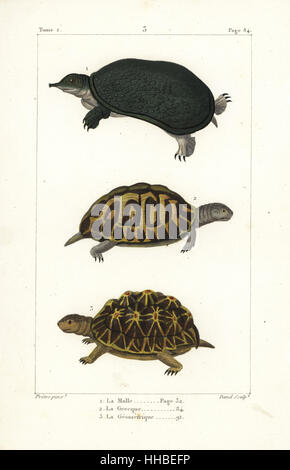 Florida softshell turtle, Apalone ferox 1, spur-thighed tortoise, Testudo graeca 2  (vulnerable), and geometric tortoise, Psammobates geometricus 3 (endangered). Handcoloured copperplate engraving by David after an illustration by Jean-Gabriel Pretre from Bernard Germain de Lacepede's Natural History of Oviparous Quadrupeds, Snakes, Fish and Cetaceans, Eymery, Paris, 1825. Stock Photo