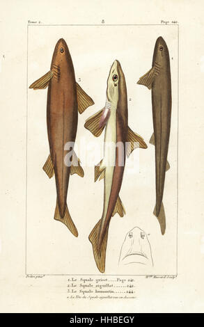 Six-gilled shark, Hexanchus griseus (near threatened), spiny dogfish, Squalus acanthias (vulnerable), and angular roughshark, Oxynotus centrina (vulnerable). Handcoloured copperplate engraving by Miss Massard after an illustration by Jean-Gabriel Pretre from Bernard Germain de Lacepede's Natural History of Oviparous Quadrupeds, Snakes, Fish and Cetaceans, Eymery, Paris, 1825. Stock Photo