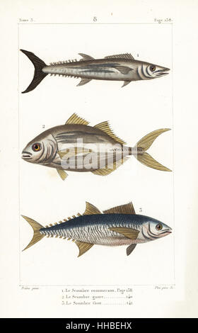 Narrow-barred Spanish mackerel, Scomberomorus commerson, torpedo scad, Megalaspis cordyla, and Atlantic bluefin tuna, Thunnus thynnus (endangered). Handcoloured copperplate engraving by Plee Sr. after an illustration by Jean-Gabriel Pretre from Bernard Germain de Lacepede's Natural History of Oviparous Quadrupeds, Snakes, Fish and Cetaceans, Eymery, Paris, 1825. Stock Photo
