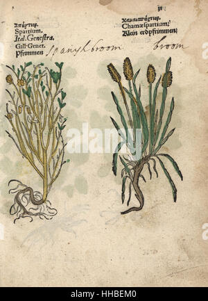 Spanish broom, Spartium junceum, and broom, Genista tridentata (Chamaespartium). Handcoloured woodblock engraving of a botanical illustration from Adam Lonicer's Krauterbuch, or Herbal, Frankfurt, 1557. This from a 17th century pirate edition or atlas of illustrations only, with captions in Latin, Greek, French, Italian, German, and in English manuscript. Stock Photo