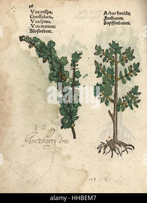 Gooseberry, Ribes uva-crispa, and alder buckthorn, Rhamnus frangula. Handcoloured woodblock engraving of a botanical illustration from Adam Lonicer's Krauterbuch, or Herbal, Frankfurt, 1557. This from a 17th century pirate edition or atlas of illustrations only, with captions in Latin, Greek, French, Italian, German, and in English manuscript. Stock Photo