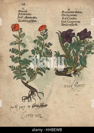 Poppy anemone, Anemone coronara, and pasque flower, Pulsatilla vulgaris. Handcoloured woodblock engraving of a botanical illustration from Adam Lonicer's Krauterbuch, or Herbal, Frankfurt, 1557. This from a 17th century pirate edition or atlas of illustrations only, with captions in Latin, Greek, French, Italian, German, and in English manuscript. Stock Photo