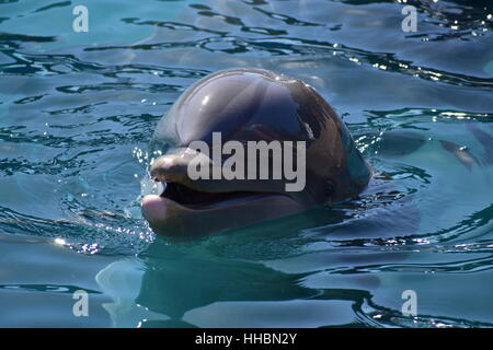 Miami, Florida - USA - January 08, 2016: Dolphin Closeup Stock Photo