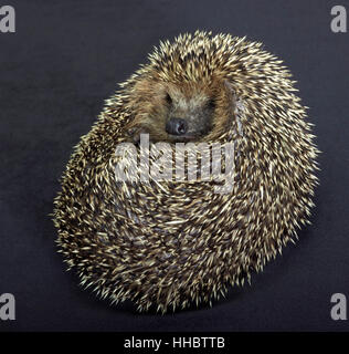 mammal, hedgehog, defense, backstroke, unrolled, beautiful, beauteously, nice, Stock Photo