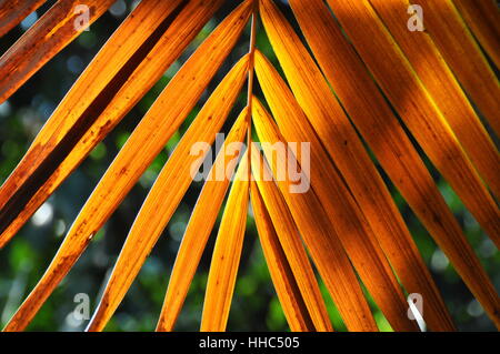 leaf, brown, brownish, brunette, feathered, structure, sheet structure, Stock Photo