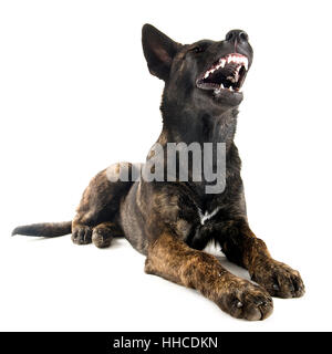 raving, furious, angry, irately, aggressive, agressive, danger, big, large, Stock Photo