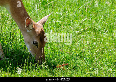 roedeer, wild animal, hind, stags, deer, roe, hart, stag, detail, brown, Stock Photo
