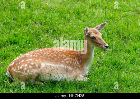 roedeer, wild animal, hind, stags, deer, roe, hart, stag, detail, brown, Stock Photo
