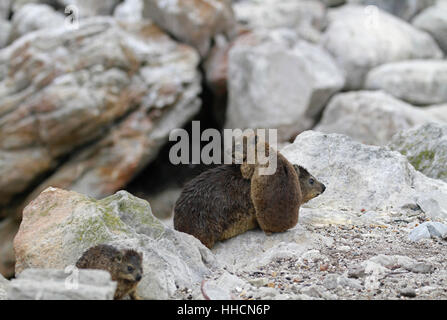 A rock hyrax (Procavia capensis) family also known as Cape hyrax or Dassie , in the Stony Point Nature Reserve , Betty’s Bay . Stock Photo