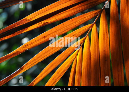 leaf, brown, brownish, brunette, feathered, structure, sheet structure, Stock Photo