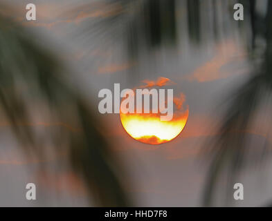 Sunrise closeup amongst palms Stock Photo