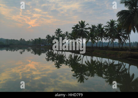 Coconut palms reflected in River sal Goa Stock Photo