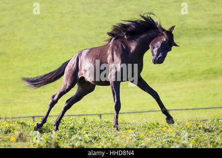 Pure Spanish Horse, Andalusian. Young stallion showing-off on a pasture. Germany Stock Photo