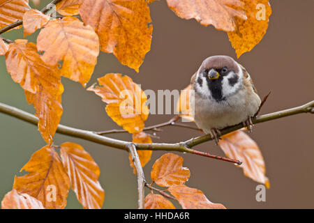 Tree sparrow ( Passer montanus), adult perched on twig of a beech with fall foliage, Germany Stock Photo
