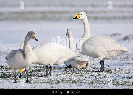 Whooper Swan (Cygnus cygnus) adults and cygnet resting on a snow covered meadow during the migration, Schleswig-Holstein, Germany Stock Photo